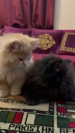 Persian Kitten (Male