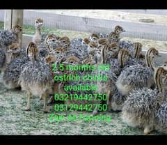 We Have ostrich eggs/chick's/breeders  Location Lahore