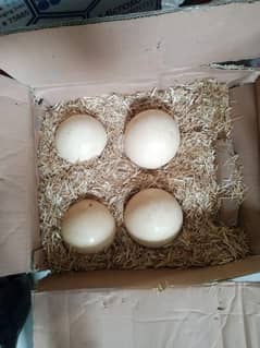 We Have Large numbers of ostrich eggs/chick's/breeders Location Lahor