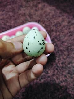 quail (بٹیر) eggs for sell