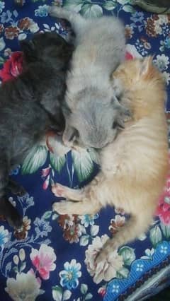 3 little cute kittens