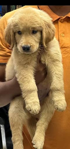 golden retriever puppies available male female