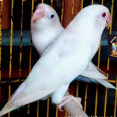 green white yellow love birds parrots