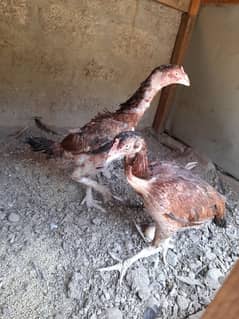 Hen for sale