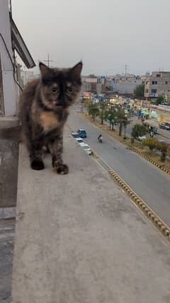 Persian cat Double Coat female