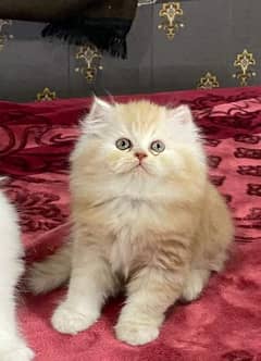 pure persian triple coated for sale delivery available a