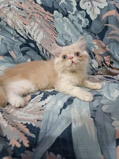 male kitten for sale