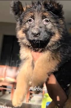 german shepherd pink pedigree puppy for sale 0/3/2/3/1/5/1/9/3/8/3