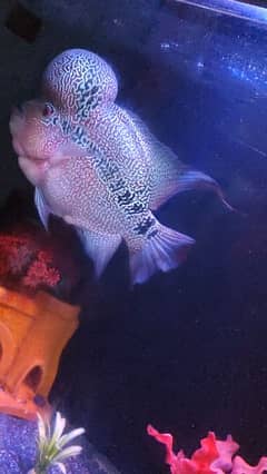 flowerhorn health and fit