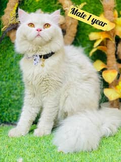 Persian Male Triple coated punch face