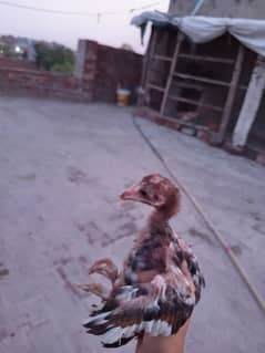 Aseel chicks 03107322149