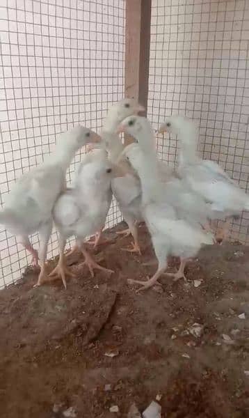 white oh shamo chicks/shamo/shamo  eggs /shamo /ring birds king size 4