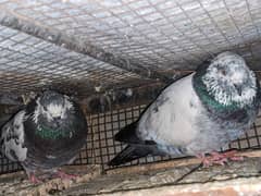 pigeons pair for sale or bhi bohot pigeons available hai