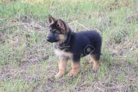 Alsatian dog for sale