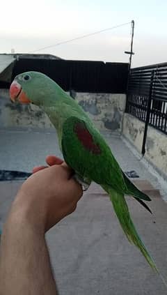 Raw parrot For sale