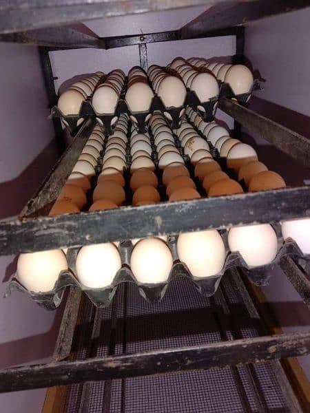 580 Full Automatic Incubator For Sale 1