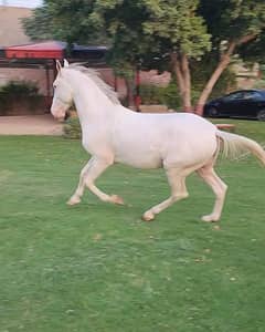 white nukra young horse for sale.