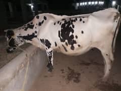 8 month Pregnant cow