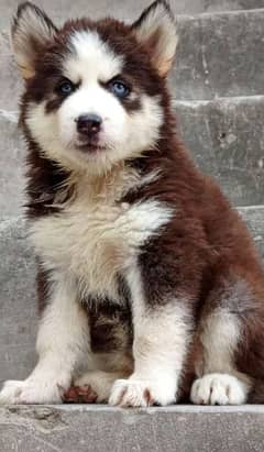 husky puppies and adult male female breeder