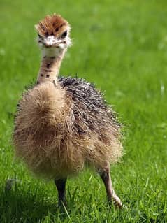 Ostrich/Ostrich chick/Baby Ostrich