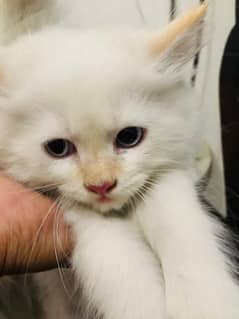 Persian white kitten triple coat