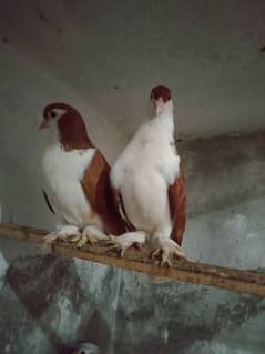 beautiful pigeon breeder pair