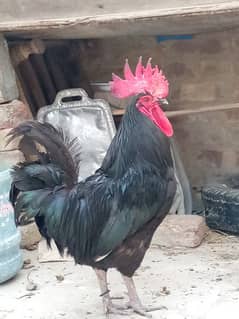 Australorp