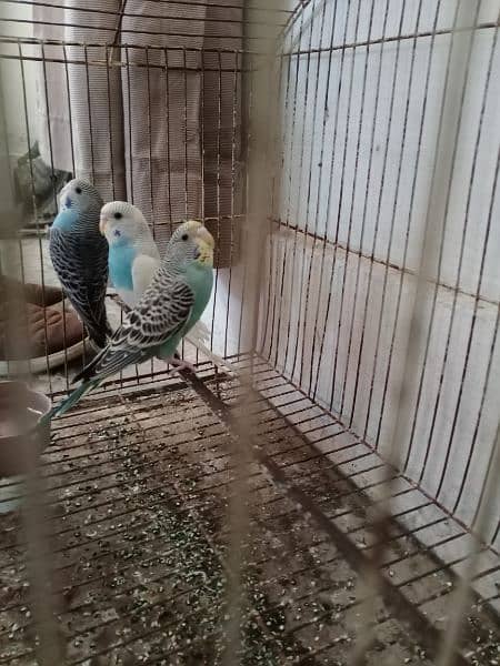 Budgies Pathay Available 0