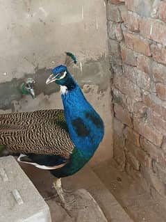 breeder peacock and peahens