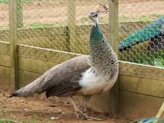 breeder peacock and peahens