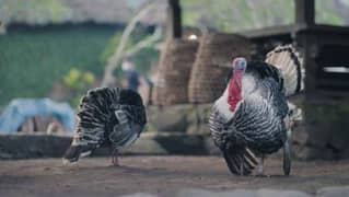 turkey breeder pairs and extra females