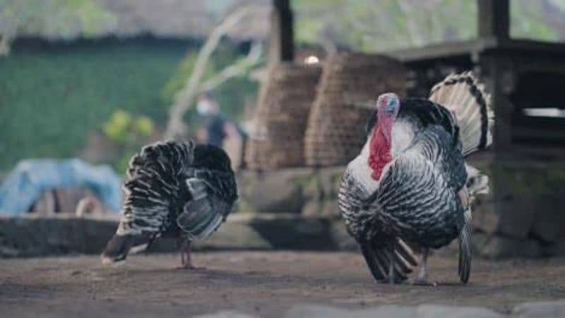 turkey breeder pairs and extra females 0