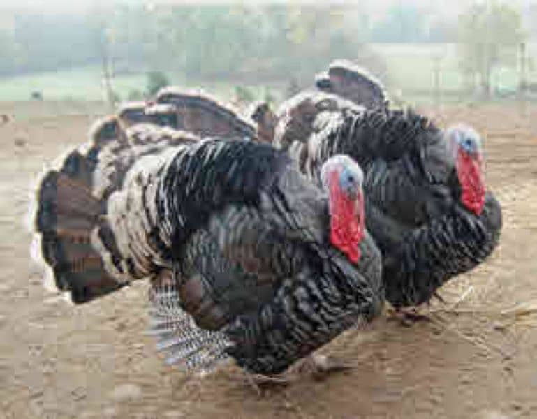 turkey breeder pairs and extra females 1