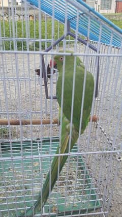 green parrot