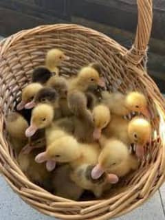 ducklings 350 each pair 700 delivery possible