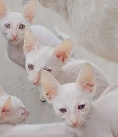 White Russian Cat babies Male +Female
