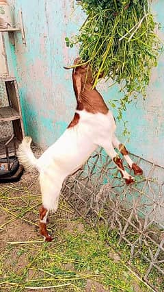 Double haddi Nasli gulabi tapra pointed bakra for sell