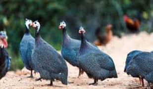 Guinea fowl teetri pair black 3500 white 4500 chicks 1000