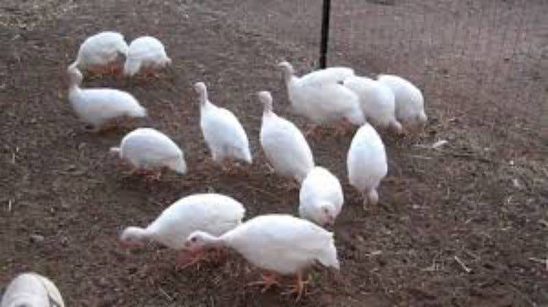 Guinea fowl teetri pair black 3500 white 4500 chicks 1000 1