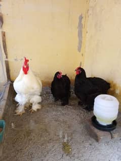 heavy buff blue black white and golden chick silky age 9 month to 14