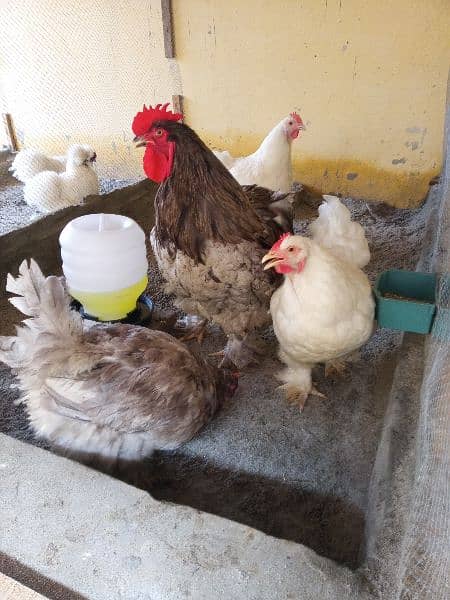 heavy buff blue black white and golden chick silky age 1 day to 14 4