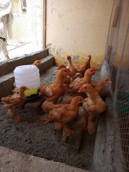 heavy buff blue black white and golden chick silky age 1 day to 14 5