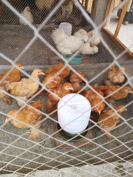 heavy buff blue black white and golden chick silky age 1 day to 14 6