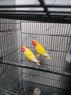 red eyes lovebirds with cage