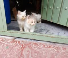 Percian Cat's baby for sale