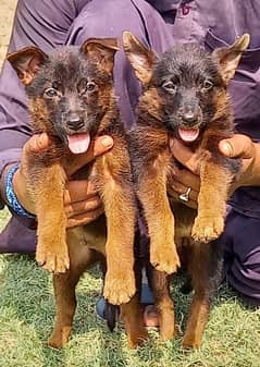 German Shepherd puppies for sale