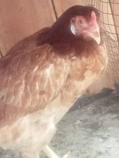 aseel hen for sall and bird cage sall Whatsapp nu 03400016144