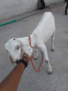 pure Rajan Pori Madi for sale (goat)