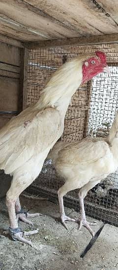 Heera Pair for sale