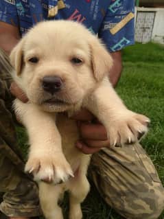 Labrador puppy